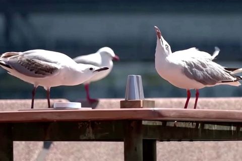 Gastronom begeistert: Gegen lästige Möwen-Angriffe: Hier patrouillieren Hunde um Restauranttische