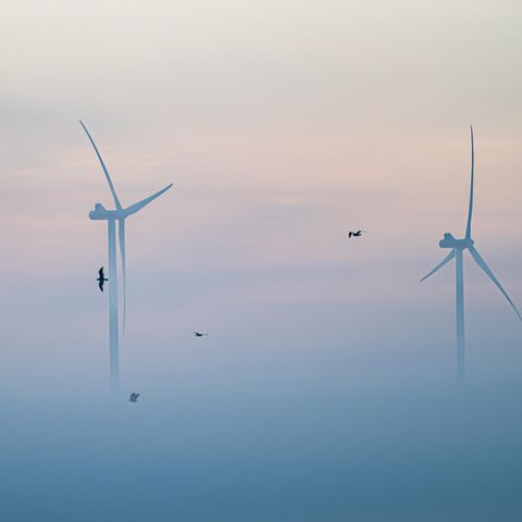 Vögel fliegen am frühen Morgen im Nebel vor Windrädern entlang