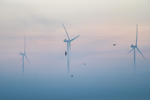 Vögel fliegen am frühen Morgen im Nebel vor Windrädern entlang