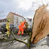 Einsatzkräfte der Feuerwehr befreien Autos von Ästen