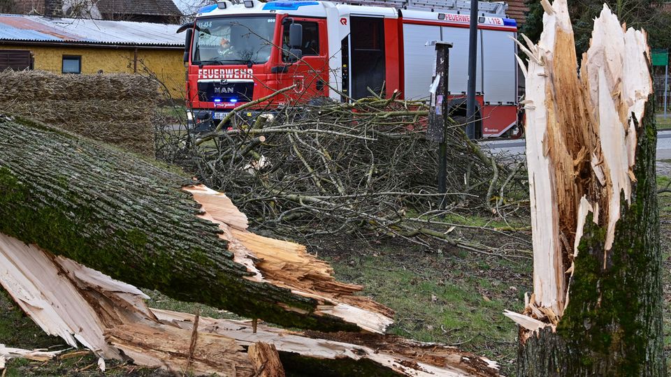 "Ylenia": Baum stürtzt auf Auto, 37-Jähriger tot