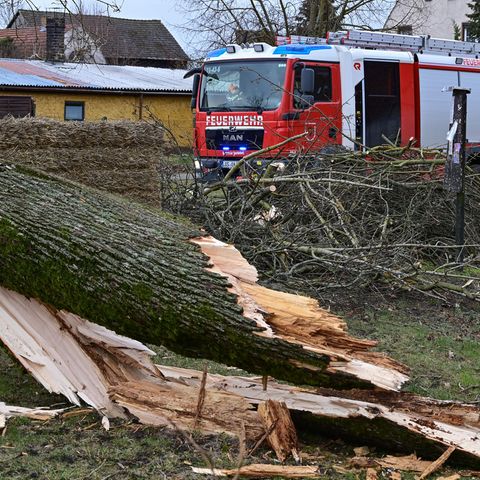"Ylenia": Baum stürtzt auf Auto, 37-Jähriger tot