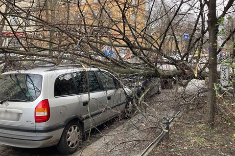 Berlin: Ein Baum ist im Kreuzberg umgestürzt und auf ein Auto gefallen.
