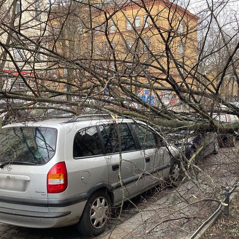 Berlin: Ein Baum ist im Kreuzberg umgestürzt und auf ein Auto gefallen.