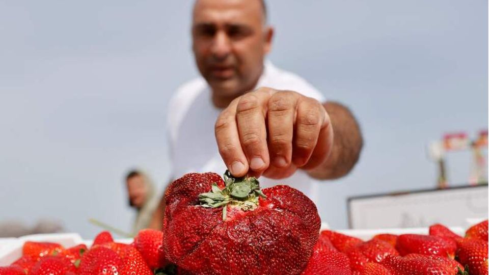 Weltrekord: Landwirt mit der schwersten Erdbeere der Welt