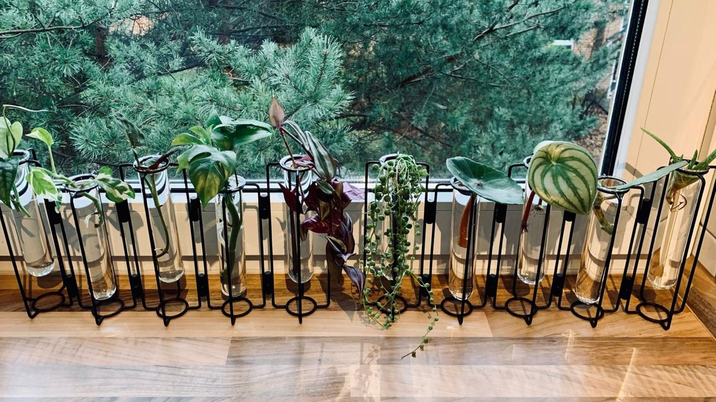 Hannah Broeg Reagenzgläser