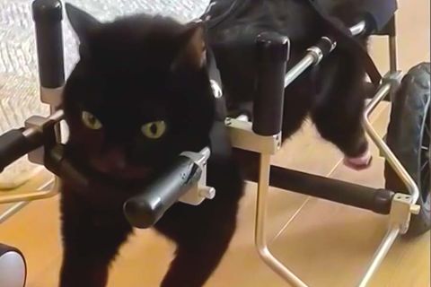Katze im Rollstuhl