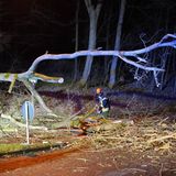 Landstraße und umgestürzte Bäume