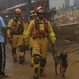 Spürhunde auf der Suche nach Vermissten