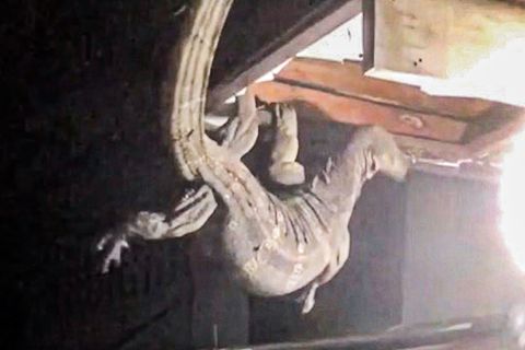 Gigantischer Waran in der Decke: Polizist jagt riesige Echse in Thailand