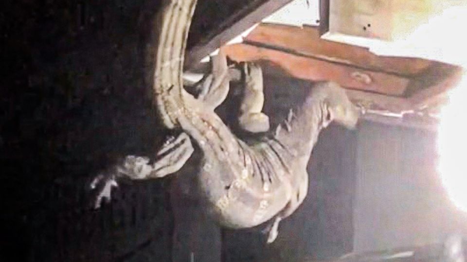 Gigantischer Waran in der Decke: Polizist jagt riesige Echse in Thailand Gigantischer Waran in der Decke: Polizist jagt riesige Echse in Thailand