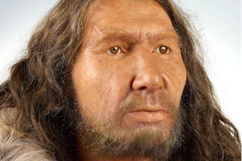 Porträt eines männlichen Neandertalers.