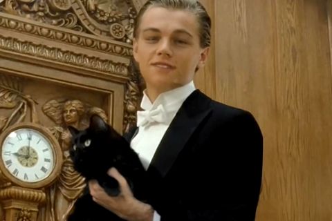 Katzen-Papa macht Stubentiger zum wahren Hollywoodstar – und begeistert die Zuschauer