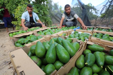 Zwei Bauern sammeln Avocados in Kisten