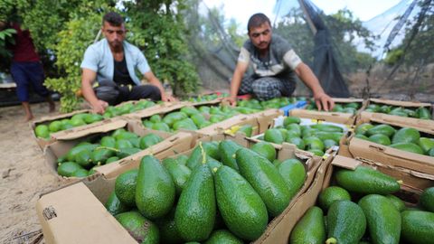 Zwei Bauern sammeln Avocados in Kisten