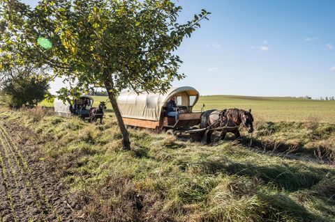 Ein Planwagen auf dem sonnigen Feld
