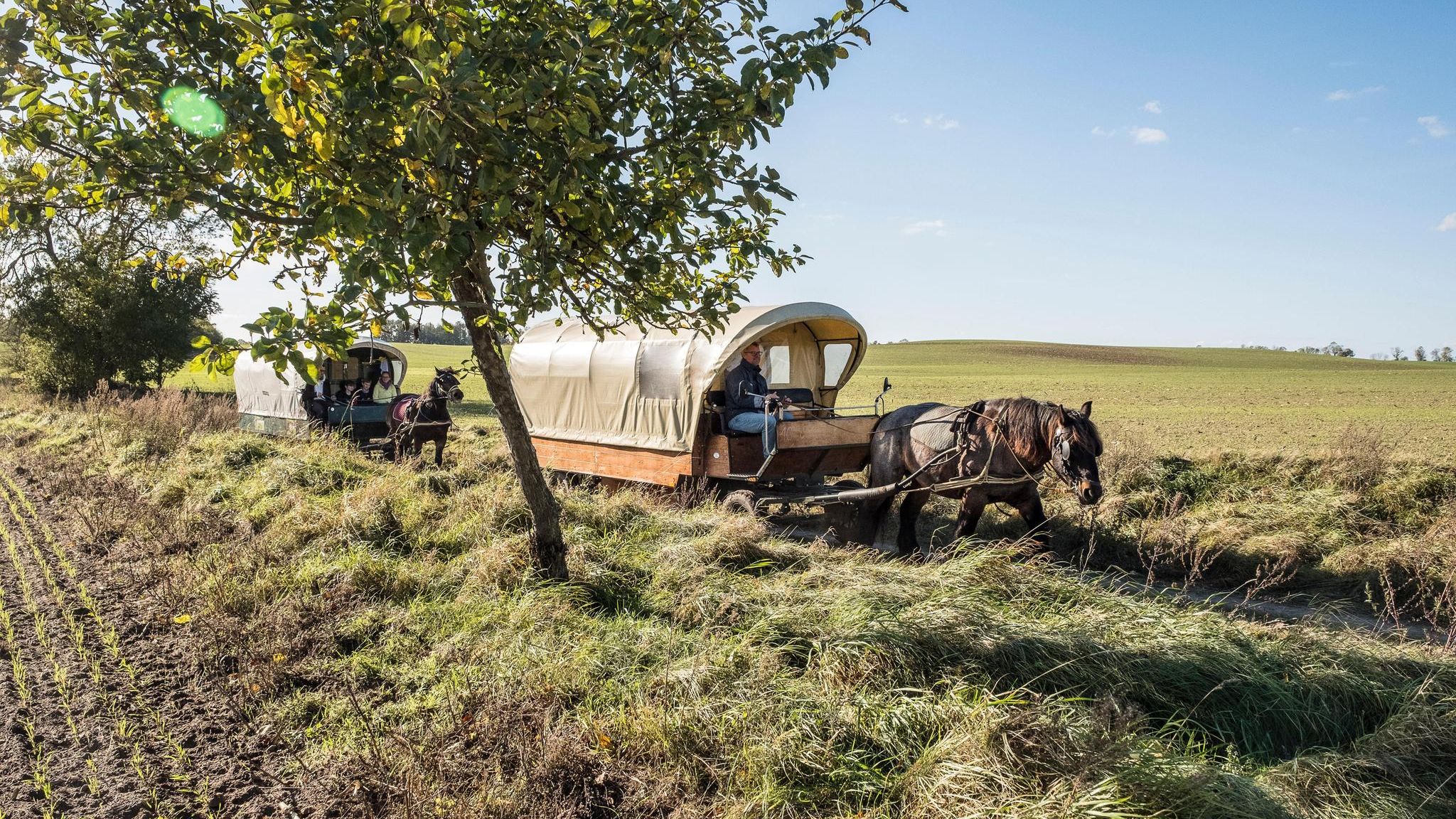 Ein Planwagen auf dem sonnigen Feld