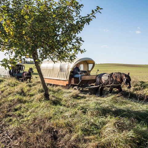 Ein Planwagen auf dem sonnigen Feld