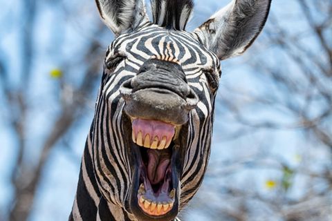 Ein Zebra schaut mit offenem Mund in die Kamera
