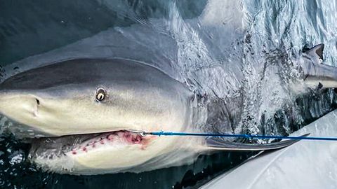 Angelkampf beim Schülerausflug: 15-Jähriger fängt riesigen Hai