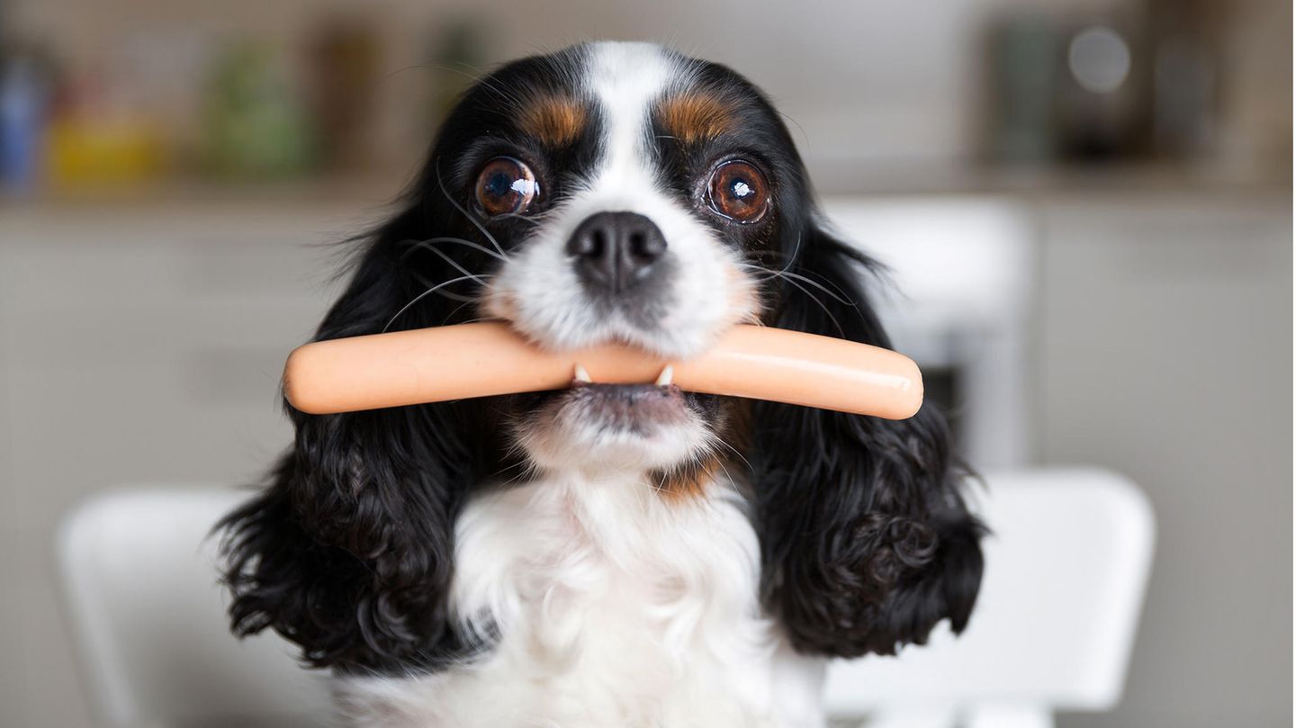 Hund frisst Wurst