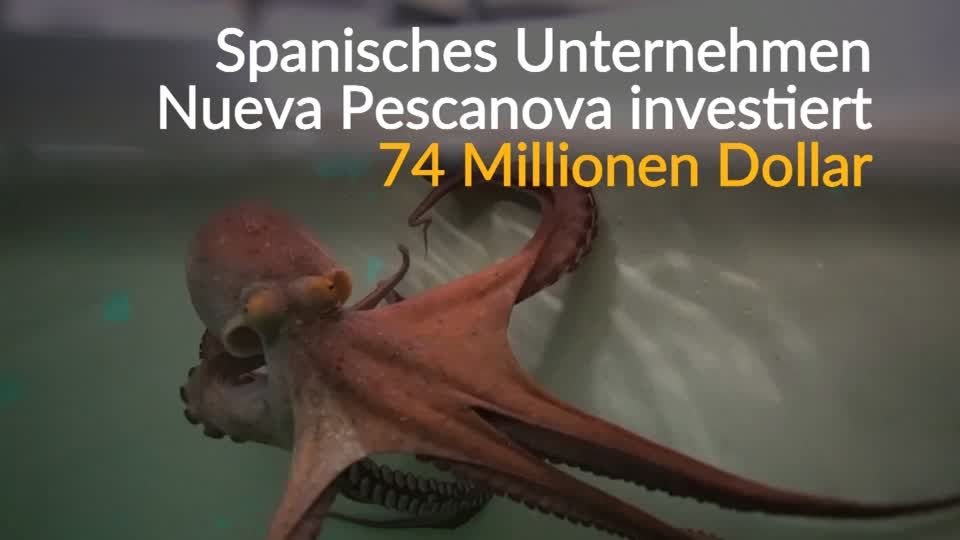 Video: Tintenfisch-Farm vor dem Start Video: Tintenfisch-Farm vor dem Start