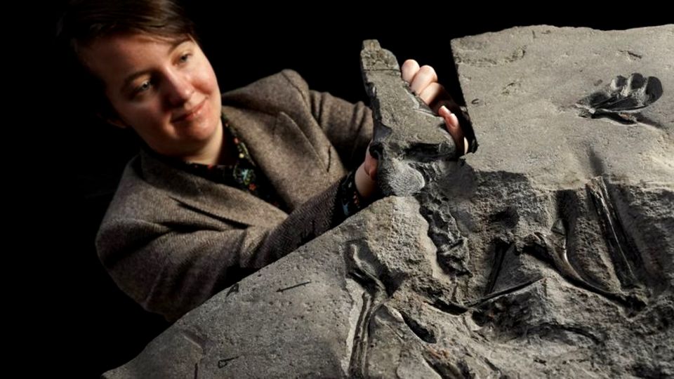 Das Flugsaurier-Fossil in Edinburgh