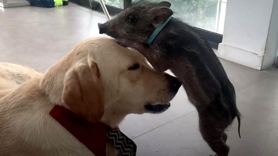 Hund und Wildschwein sind beste Freunde: Labrador kümmert sich um verlassenen Frischling