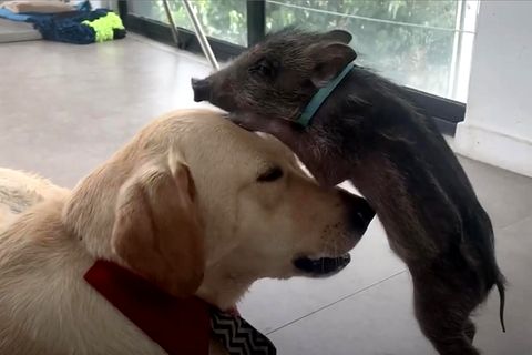 Hund und Wildschwein sind beste Freunde: Labrador kümmert sich um verlassenen Frischling