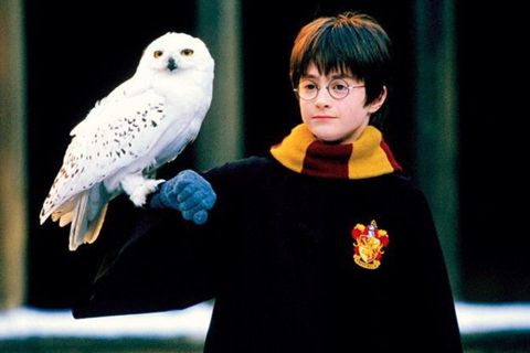Harry Potter hat seine Eule Hedwig auf dem Arm sitzen