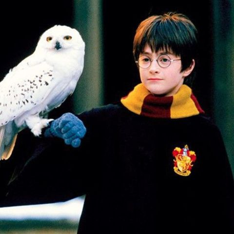 Harry Potter hat seine Eule Hedwig auf dem Arm sitzen