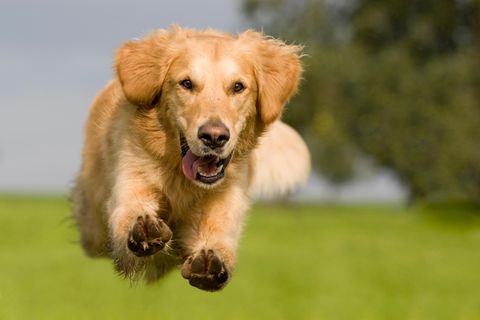 Ein Golden Retriever springt über eine Wiese