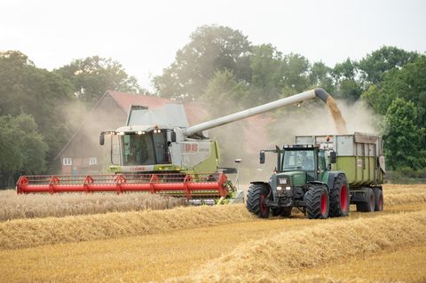 Ein Mähdrescher erntet Getreide auf einem Feld mit Gerste.