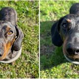 Fokus Samsung Galaxy S22 Ultra und iPhone 13