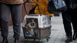 Ukraine-Krieg Flüchtlinge Hund