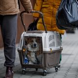 Ukraine-Krieg Flüchtlinge Hund