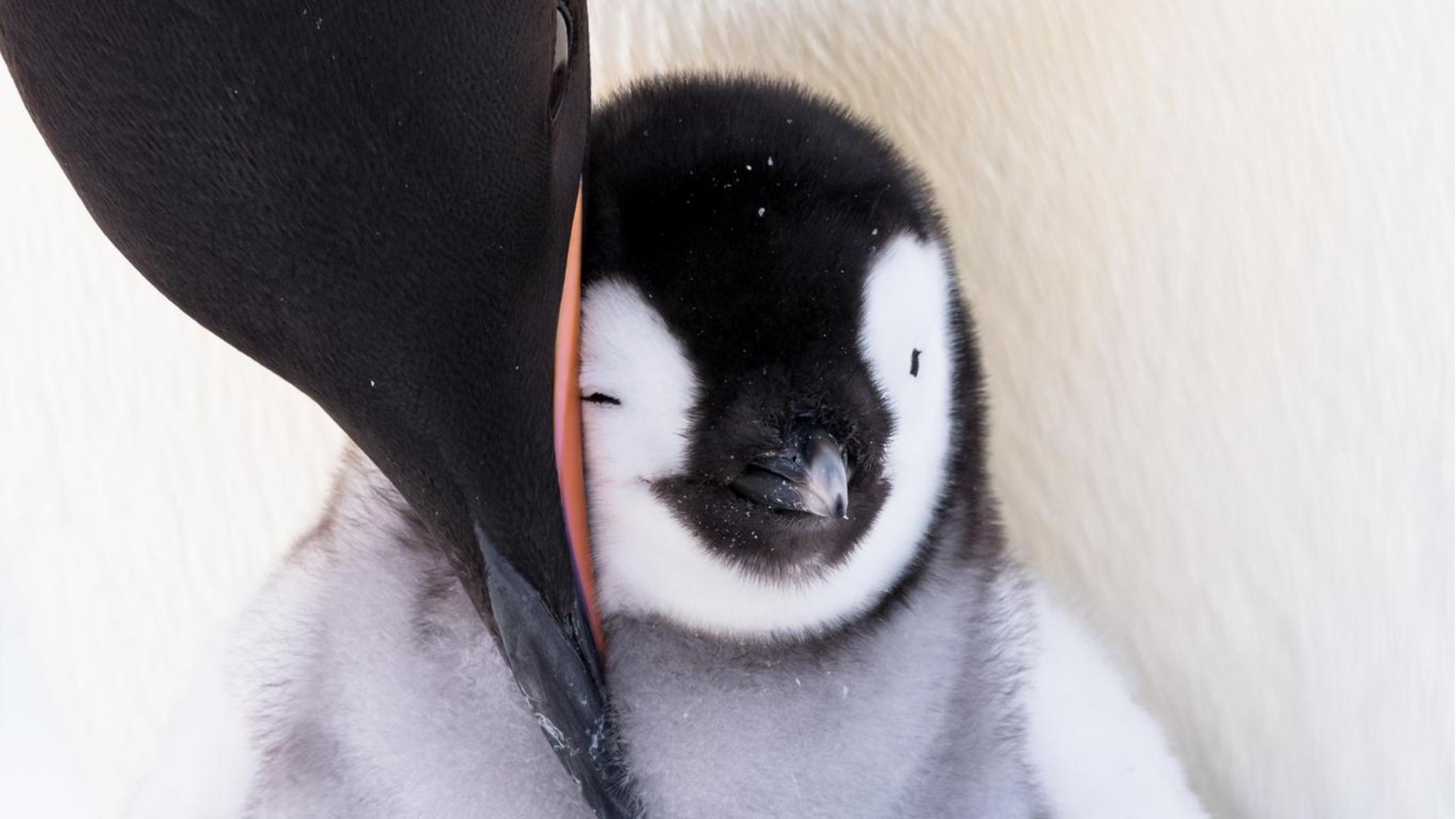 Kaiserpinguine am Südpol AGE, Antarktis, Aptenodytes forsteri, Chick, Emperor Penguin, JAHRESZEITEN, Kaiserpinguin, Kolonie, Küken, Meereis, ORT, Pingi-Rampe, TIERE, Winter, age: roughly 6-8 weeks Eine Pinguin Mama beugt sich zu ihrem Kind
