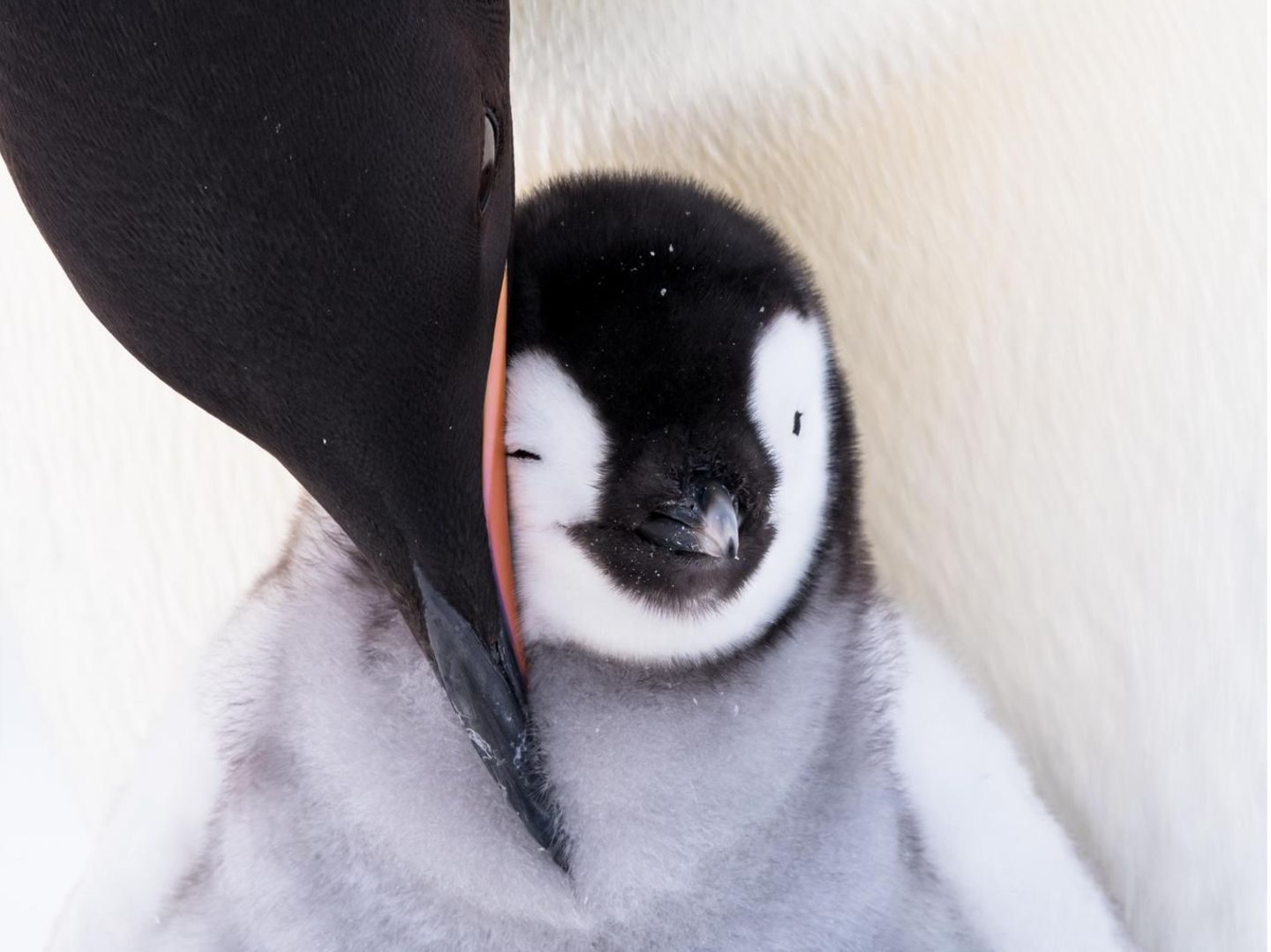 Kaiserpinguine: Fotograf Stefan Christmann begleitete ein Pinguin