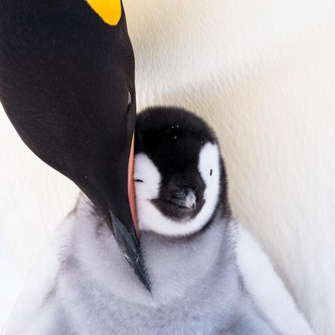 Eine Pinguin Mama beugt sich zu ihrem Kind