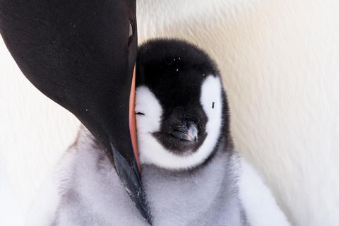 Eine Pinguin Mama beugt sich zu ihrem Kind