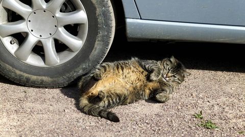 Eine getigerte Katze liegt neben einem Auto auf dem Rücken und schaut aufmerksam