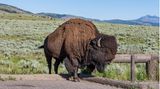 Ein Bison steht im Weideland des Yellowstone Nationalpark