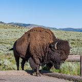 Ein Bison steht im Weideland des Yellowstone Nationalpark
