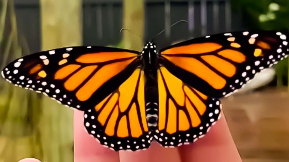 Faszinierende Verwandlung eines Monarchfalters–Von der Raupe bis zum Schmetterling