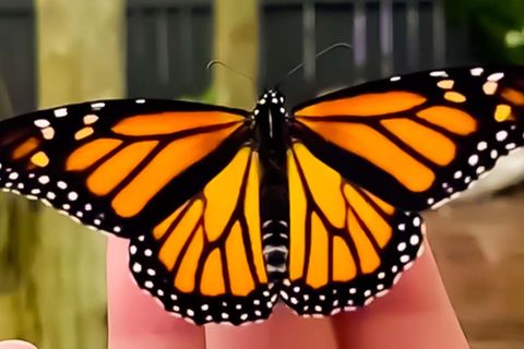 Faszinierende Verwandlung eines Monarchfalters–Von der Raupe bis zum Schmetterling