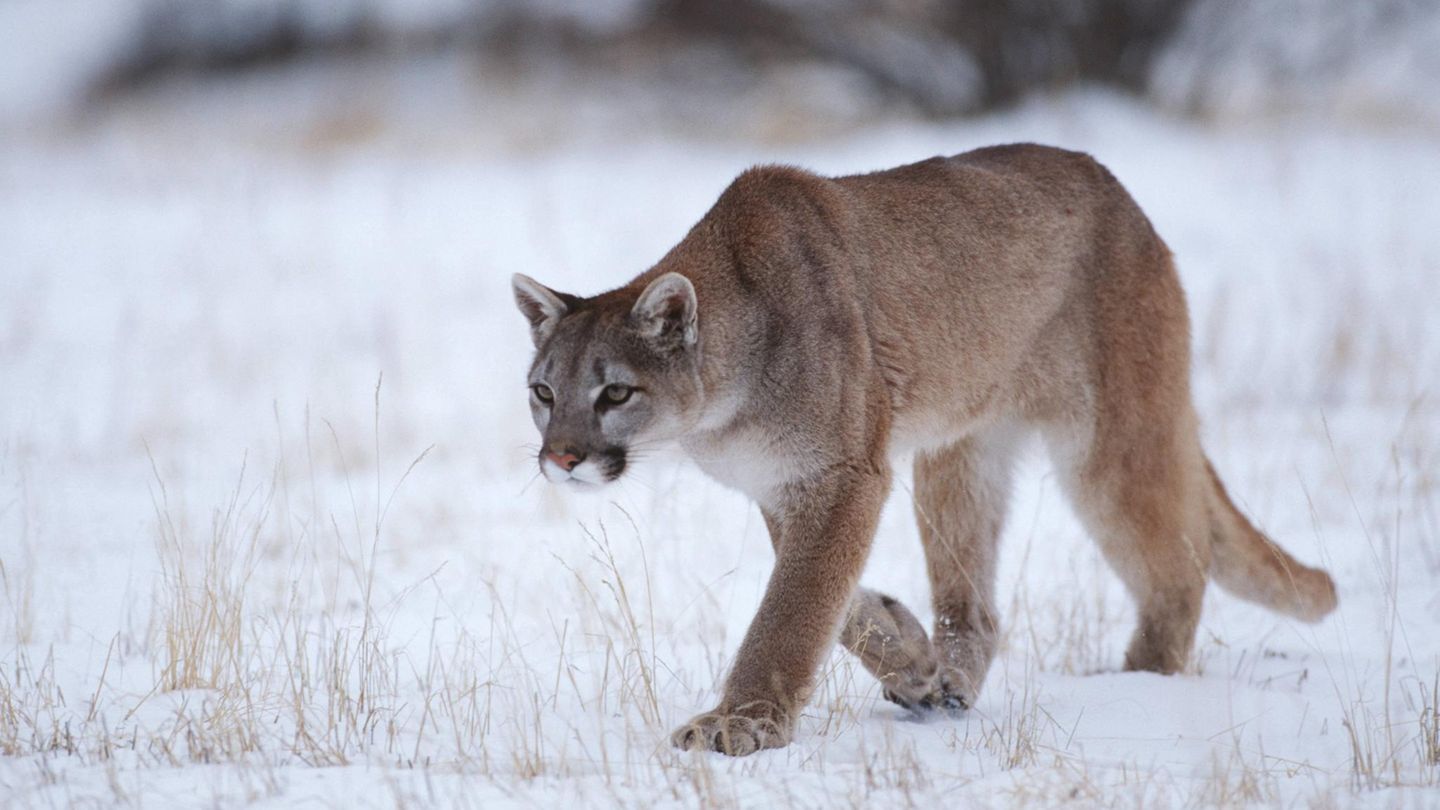 Ein Puma streift durch den Schnee