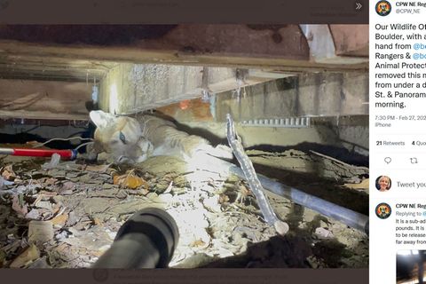 Ein Puma liegt eingeklemmt unter dem Fundament eines Hauses