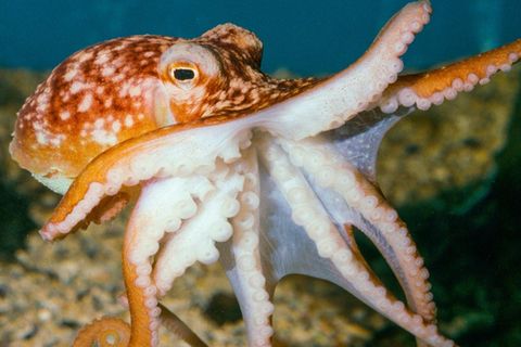 Seltene Aufnahmen: Oktopus der Gattung Eledone Unterwasser