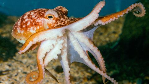 Seltene Aufnahmen: Oktopus der Gattung Eledone Unterwasser