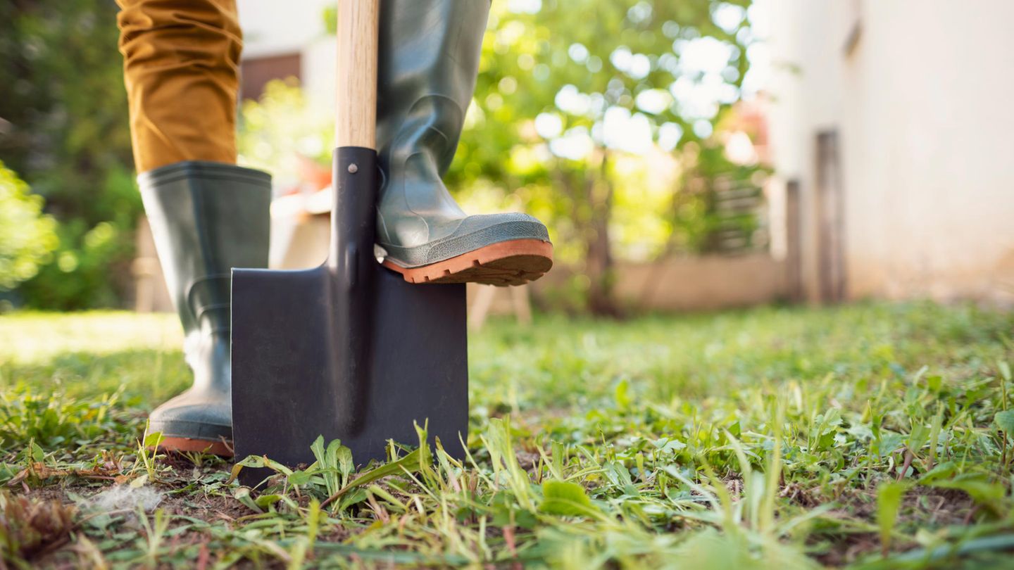 Gartenarbeit im März: Mann steht mit Spaten auf einer Rasenfläche